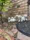 Cavachon Puppies for sale in Kerrville, TX 78028, USA. price: $950