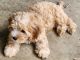 Cavachon Puppies for sale in Louisville, KY, USA. price: NA