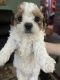 Cavachon Puppies for sale in Warren, MI, USA. price: NA
