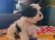 Cavachon Puppies for sale in Warren, MI, USA. price: $850