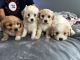 Cavachon Puppies for sale in Freeport, NY, USA. price: $975
