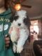 Cavachon Puppies for sale in Warren, MI, USA. price: $750