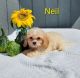 Cavachon Puppies for sale in Sugarcreek, OH 44681, USA. price: $595