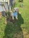 Cavachon Puppies for sale in Northeast Ohio, OH, USA. price: $1,200
