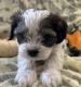 Cavachon Puppies for sale in Fort Wayne, IN, USA. price: $1,000