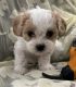 Cavachon Puppies for sale in Fort Wayne, IN, USA. price: $1,200