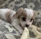 Cavachon Puppies for sale in Fort Wayne, IN, USA. price: $1,000