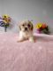 Cavachon Puppies for sale in Mt Pleasant, MI 48858, USA. price: $650