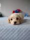 Cavachon Puppies for sale in Mt Pleasant, MI 48858, USA. price: $1,200