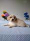 Cavachon Puppies for sale in Mt Pleasant, MI 48858, USA. price: $950