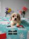 Cavachon Puppies for sale in Mt Pleasant, MI 48858, USA. price: $1,200