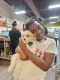 Cavachon Puppies for sale in Hazelwood, Missouri. price: $3,000