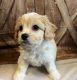 Cavachon Puppies for sale in Ellenville, NY, USA. price: $2,500