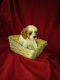 Cavachon Puppies for sale in Denver, CO, USA. price: NA