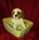 Cavachon Puppies for sale in Arvada, CO, USA. price: NA