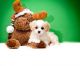 Cavachon Puppies for sale in Bakersfield, CA, USA. price: NA