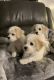 Cavachon Puppies for sale in Wilkes-Barre, Pennsylvania. price: $1,200