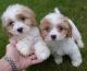 Cavachon Puppies for sale in United States Postal Service, 100 PR-3, San Juan, San Juan 00924, Puerto Rico. price: NA