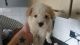 Cavachon Puppies for sale in Wilmington, DE, USA. price: $500
