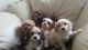 Cavachon Puppies for sale in Garden Grove, CA, USA. price: NA