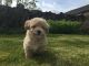 Cavachon Puppies for sale in Los Angeles, CA, USA. price: NA