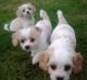 Cavachon Puppies for sale in Waco, TX, USA. price: NA