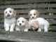 Cavachon Puppies for sale in Omaha, NE, USA. price: NA