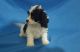 Cavachon Puppies for sale in Cincinnati, OH, USA. price: NA