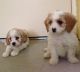 Cavachon Puppies for sale in Andersonville, GA 31711, USA. price: NA
