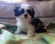 Cavachon Puppies for sale in Carlsbad, CA, USA. price: NA