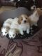 Cavachon Puppies for sale in Minneapolis, MN, USA. price: NA