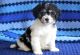 Cavachon Puppies for sale in San Francisco, CA, USA. price: NA