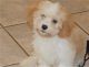 Cavachon Puppies for sale in Akeley, MN 56433, USA. price: NA