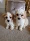 Cavachon Puppies for sale in Boise, ID, USA. price: NA