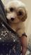 Cavachon Puppies for sale in Loveland, CO, USA. price: NA