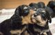 Cavachon Puppies for sale in Lubbock, TX, USA. price: NA