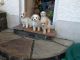 Cavachon Puppies for sale in Washington, DC, USA. price: NA