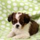 Cavachon Puppies for sale in Campus Drive, Stanford, CA 94305, USA. price: NA