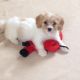 Cavachon Puppies for sale in Brookline, NH 03033, USA. price: NA