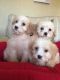 Cavachon Puppies for sale in San Francisco, CA 94124, USA. price: NA