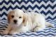 Cavachon Puppies for sale in Oklahoma City, OK, USA. price: NA