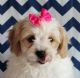 Cavachon Puppies for sale in Jackson, MS, USA. price: NA
