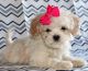Cavachon Puppies for sale in St Paul, MN, USA. price: NA