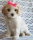 Cavachon Puppies for sale in St Paul, MN, USA. price: NA