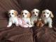 Cavachon Puppies for sale in 58503 Rd 225, North Fork, CA 93643, USA. price: NA