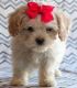 Cavachon Puppies for sale in Montgomery, AL, USA. price: NA