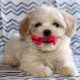 Cavachon Puppies for sale in Little Rock, AR, USA. price: NA