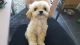 Cavachon Puppies for sale in Kentucky Dam, Gilbertsville, KY 42044, USA. price: NA