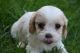 Cavachon Puppies for sale in Miami, FL, USA. price: NA
