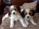 Cavachon Puppies for sale in Pottsboro, TX 75076, USA. price: NA